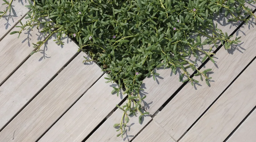 Option C: Clear Sealers with UV Inhibitors - Green foliage growing through the gaps of a wooden deck